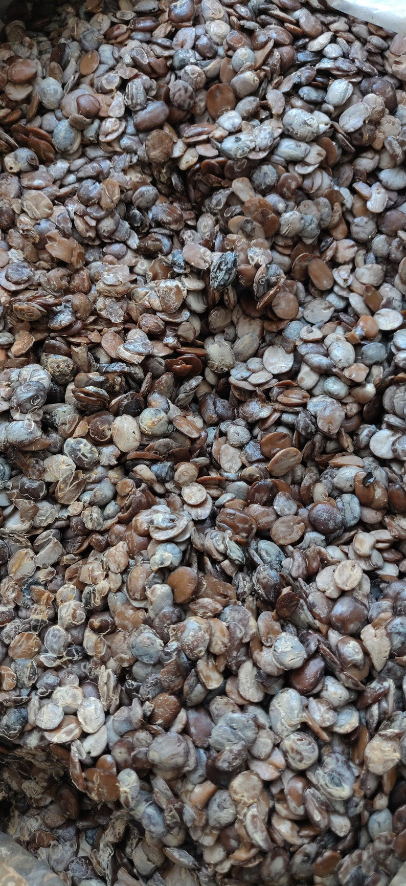 Fresh iru/Locust Beans/Dawadawa