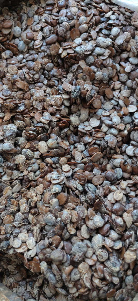 Fresh iru/Locust Beans/Dawadawa