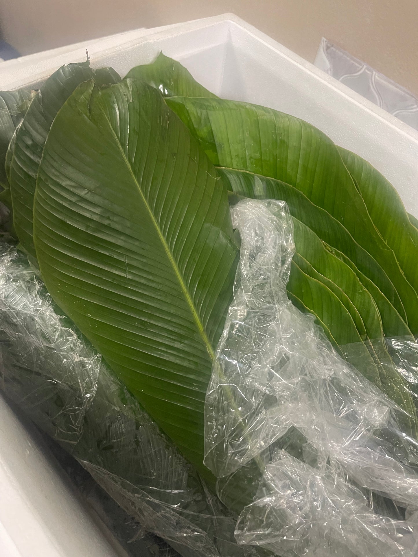 Fresh moimoi Leaves/15 wraps