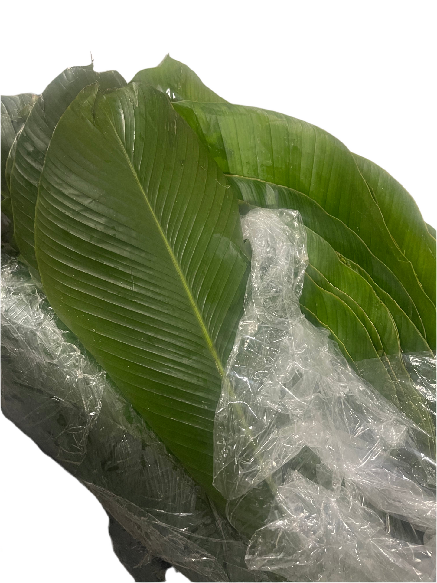 Fresh moimoi Leaves/15 wraps